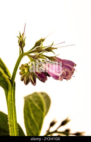 Bee friendly and Traditional medicine Comfrey (Symphytum officinale) flowers in close up.depiction, natural, distinct, freedom, symbolism Stock Photo