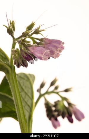 Bee friendly and Traditional medicine Comfrey (Symphytum officinale) flowers in close up.depiction, natural, distinct, freedom, symbolism Stock Photo