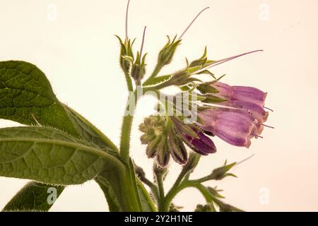 Bee friendly and Traditional medicine Comfrey (Symphytum officinale) flowers in close up.depiction, natural, distinct, freedom, symbolism Stock Photo