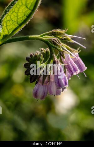 Bee friendly and Traditional medicine Comfrey (Symphytum officinale) flowers in close up.depiction, natural, distinct, freedom, symbolism Stock Photo