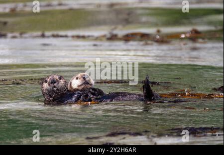 Adult sea otter (Enhydra lutris kenyoni) mother with pup in Inian Pass, Southeastern Alaska, USA, Pacific Ocean. Stock Photo