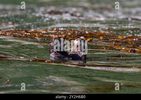 Adult sea otter (Enhydra lutris kenyoni) mother with pup in Inian Pass, Southeastern Alaska, USA, Pacific Ocean. Stock Photo