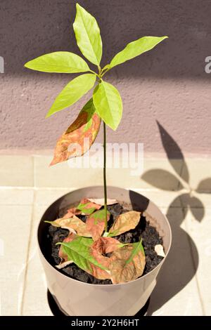 Sick Avocado Persea americana brown leaves pruning Stock Photo