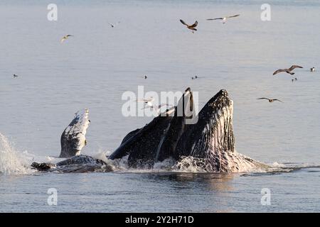 Adult humpback whales (Megaptera novaeangliae) co-operatively bubble-net feeding in Snow Pass, USA. Stock Photo