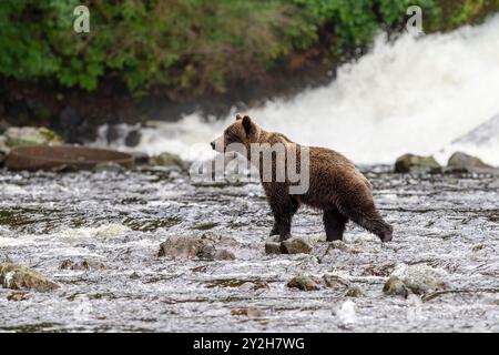 Adult brown bear (Ursus arctos) fishing for pink salmon at Pavlof Harbor on Chichagof Island, Southeast Alaska, USA. Stock Photo