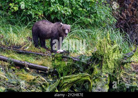 Adult brown bear (Ursus arctos) fishing for pink salmon at Pavlof Harbor on Chichagof Island, Southeast Alaska, USA. Stock Photo