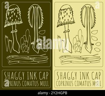 Vector drawing SHAGGY INK CAP. Hand drawn illustration. Latin name is COPRINUS COMATUS MULL. Stock Vector