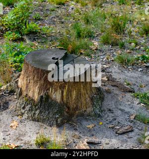 Stumps from cut down trees in the forest. Stock Photo