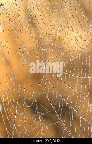 Spider web with dew drops Stock Photo