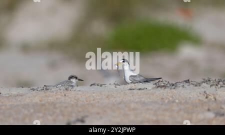 A parent least tern bringing a fish to its chick. Stock Photo