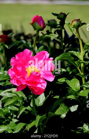 Close-up view of a vibrant tree peony, showcasing the intricate texture and rich hues of its petals. Stock Photo