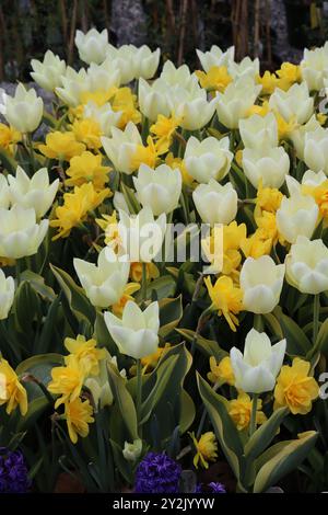 A vibrant garden bed filled with blooming white tulips and yellow daffodils. Stock Photo