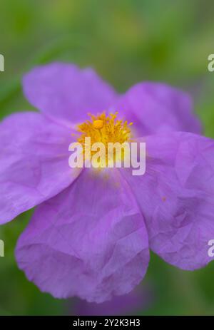 Hairy Rock-rose (Cistus incanus) Flower Stock Photo