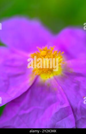 Hairy Rock-rose (Cistus incanus) Flower Stock Photo