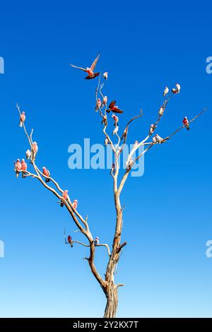 Galah in tree Stock Photo - Alamy
