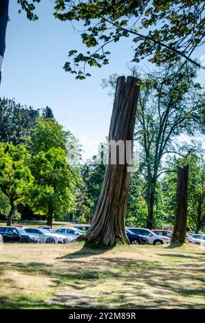 Dried tree trunk in a park with assorted green trees Stock Photo