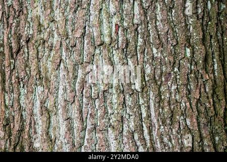 Bark of a common oak close-up. Tree background. Stock Photo