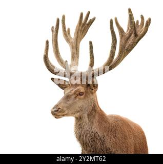 Red deer stag isolated on a white background Stock Photo