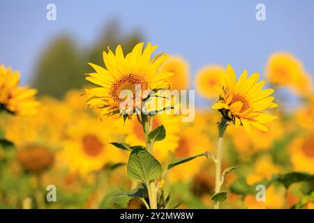 Sunflowers, Helianthus, growing in agricultural field on a sunny day of late summer. Stock Photo