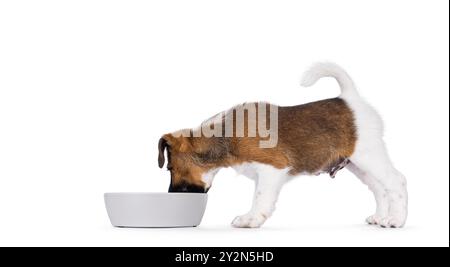 Cute smooth fox terrier dog puppy, standing side ways eating from grey bowl. Head down in bowl. Isolated on a white background. Stock Photo
