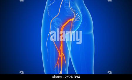 The medical concept of sciatic nerve pain Stock Photo