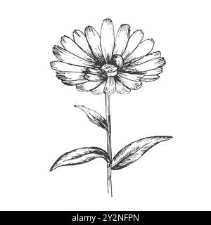 Calendula flower, vector black and white illustration. Hand drawn ink line art. Stock Vector