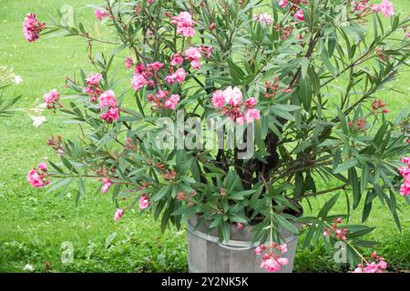 Potted oleander plant with vibrant pink flowers blooming against a lush green lawn background Stock Photo