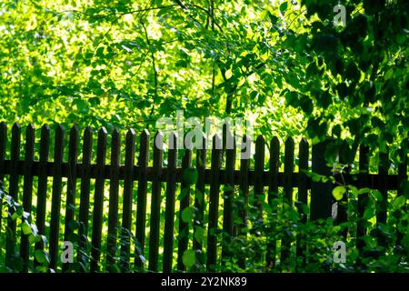 A wooden picket fence surrounded by lush green foliage with sunlight filtering through the leaves green scene sunlight Stock Photo