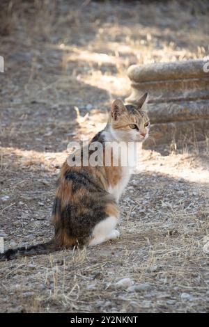 tricolor cat, close-up, sitting on the ground, outdoors Stock Photo