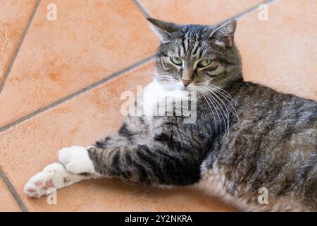 tabby cat lying on the floor of a house Stock Photo