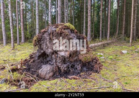 Windthrow in a spruce forest Stock Photo