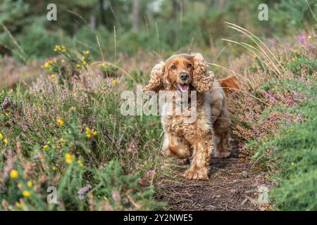 English cocker spaniel running on moorland Stock Photo