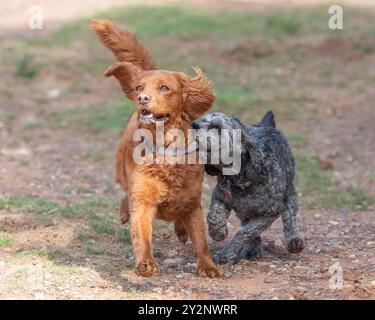 cavapoo dogs playing together Stock Photo