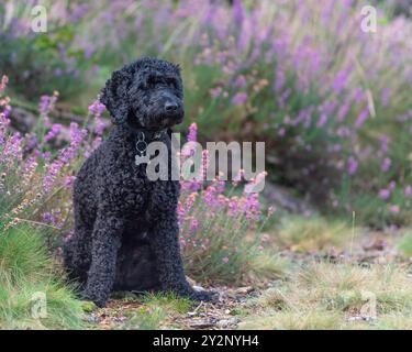 cockapoo dog with collar and tag Stock Photo