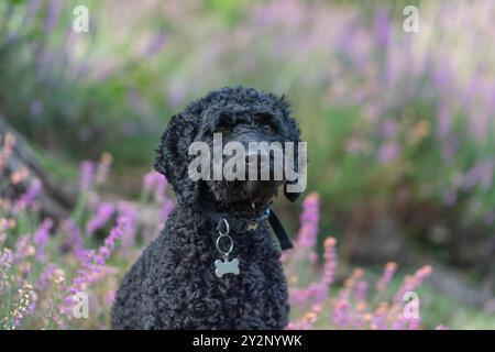 cockapoo dog with collar and tag Stock Photo