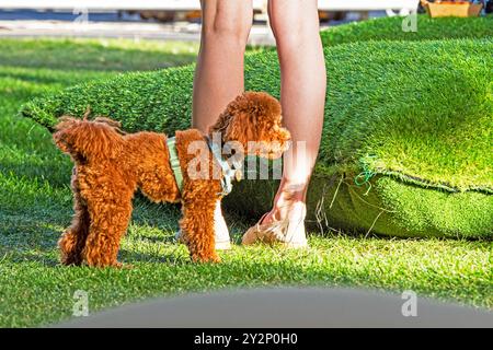 walking with a dog of the apricot poodle breed on a sunny day. Care and education of pets Stock Photo