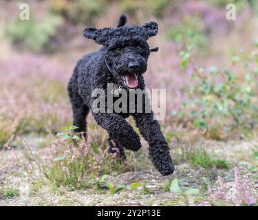 cockapoo dog in UK Stock Photo