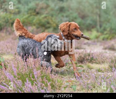 two dogs playing with a stickUK Stock Photo