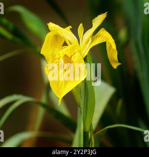 Yellow flag iris (Iris pseudacorus) single flower in close-up Stock Photo