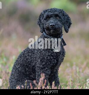 cockapoo dog UK Stock Photo