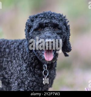 cockapoo dog UK Stock Photo