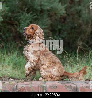 English cocker spaniel sitting, paw up Stock Photo