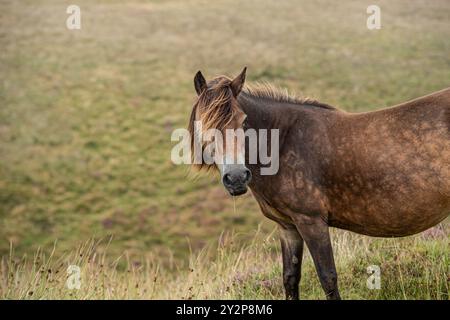 wild Exmoor pony on Exmoor in the UK Stock Photo