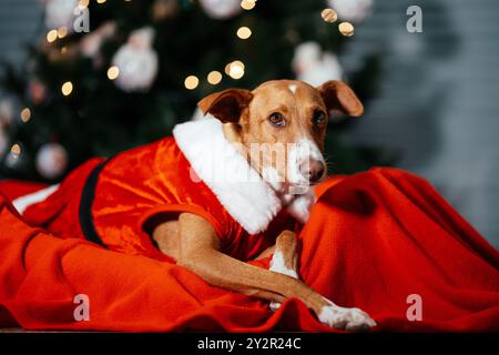 Charming dog dressed in a Santa outfit lies comfortably on a red blanket by a twinkling Christmas tree, creating a festive holiday scene Stock Photo