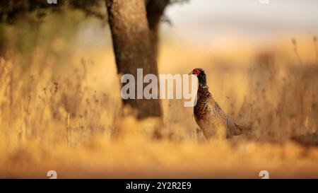 A common pheasant, Phasianus colchicus, stands prominently in a golden, sunlit field, surrounded by tall grass and backed by a softly blurred tree Stock Photo