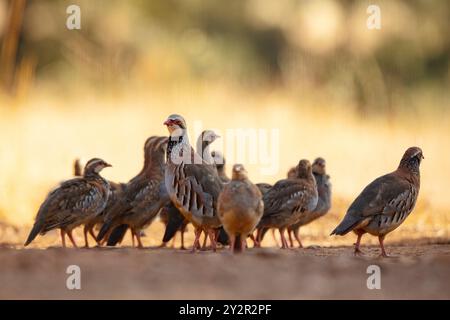 This stock image features a group of Red-legged Partridges, Alectoris rufa, with the dominant bird prominently in focus against a background bathed in Stock Photo