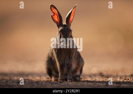An alert European rabbit, Oryctolagus cuniculus, is captured in a warm sunset light, showcasing the detailed texture of its fur and the translucency o Stock Photo