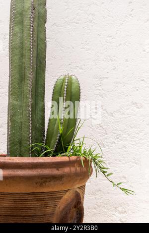 A close-up shot of a green cactus growing in a terracotta pot, set against a white wall The minimalistic composition highlights the texture of the pot Stock Photo