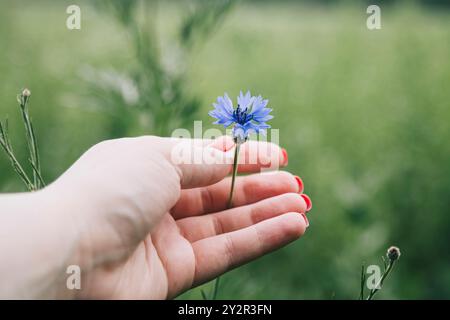 A close-up image of a female hand with red nail polish holding a delicate blue flower against a blur green field background, evoking themes of nature Stock Photo
