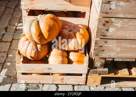 Sunlit wooden crates overflowing with ripe, orange pumpkins at an outdoor market in Bayonne, France, capturing the essence of autumn harvest. Stock Photo